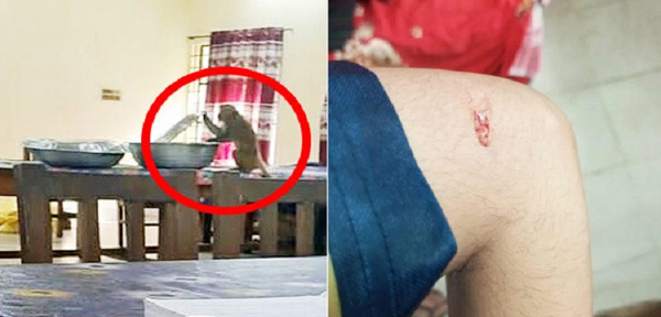 বানরের আক্রমণে সিকৃবিতে আহত শতাধিক ছাত্রী বানরের আক্রমণে সিকৃবিতে আহত শতাধিক ছাত্রী