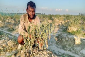 গোয়াইনঘাটে ফুল আসা টমেটো বাগানে রোগের আক্রমণ