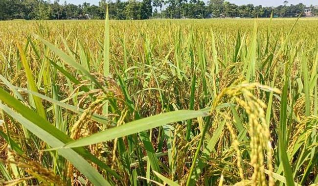 ধানের শীষে দুলছে কৃষকের স্বপ্ন