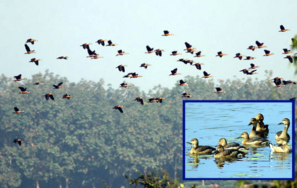 আবাসিক জলচর পাখি 'পাতি সরালি হাঁস'
