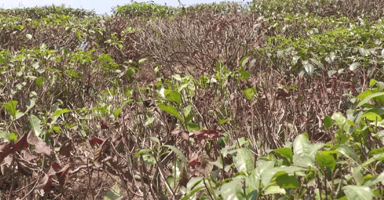 তীব্র খরায় ব্যাহত হতে পারে চা উৎপাদন