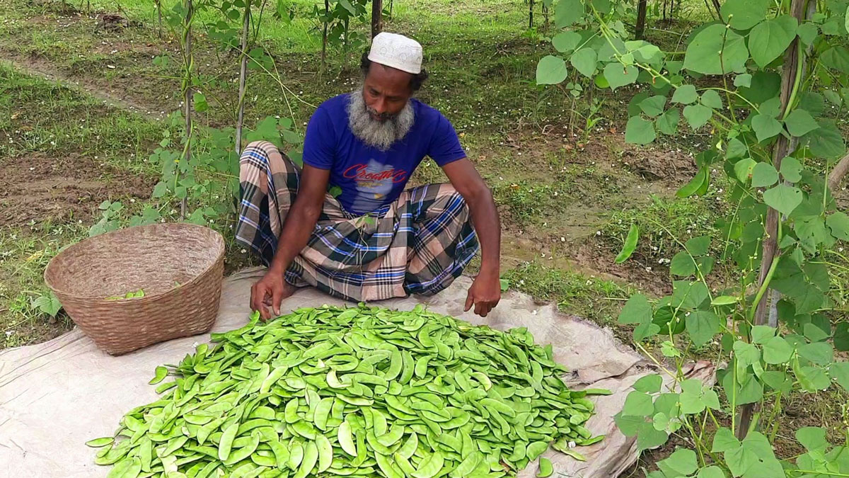 হবিগঞ্জে প্রযুক্তিনির্ভর শিম চাষে সফল শহীদ