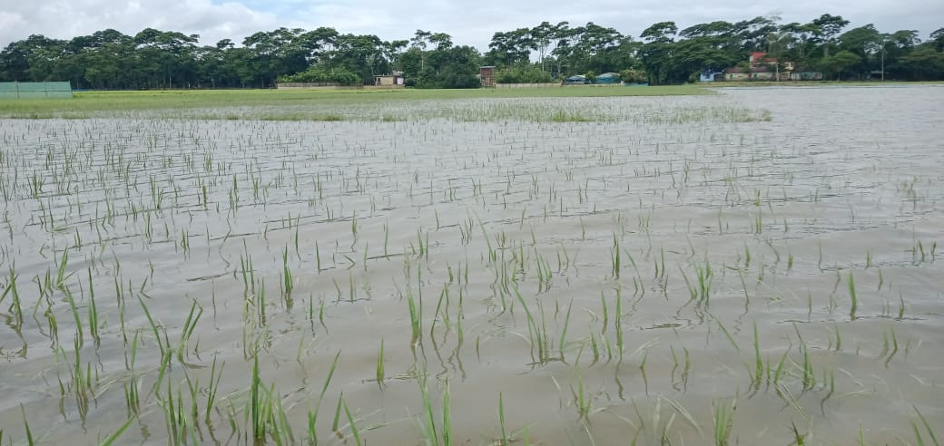 গোয়াইনঘাটে বন্যা পরিস্থিতির উন্নতি