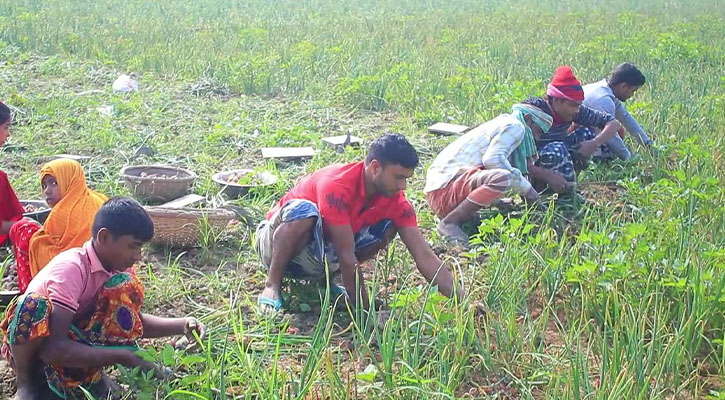 পেঁয়াজ আমদানির কারণে লোকসানে স্থানীয় চাষিরা