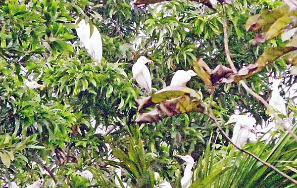 বাড়ি নয় যেন অতিথি পাখির অভয়ারণ্য
