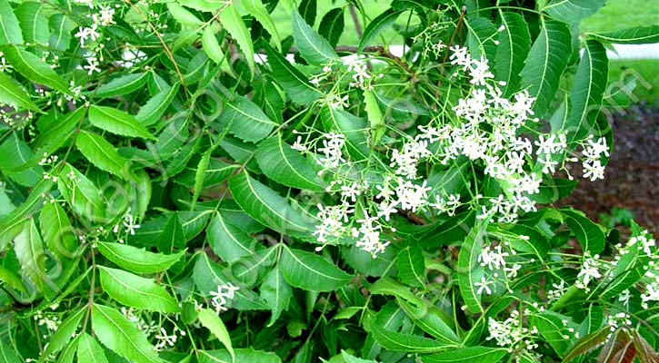 ত্বক-চুলের যত্নে নিমপাতা