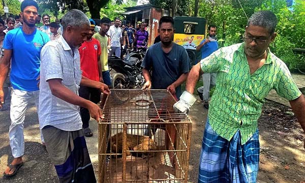 বৈদ্যুতিক শকে আহত উল্টোলেজি বানর উদ্ধার
