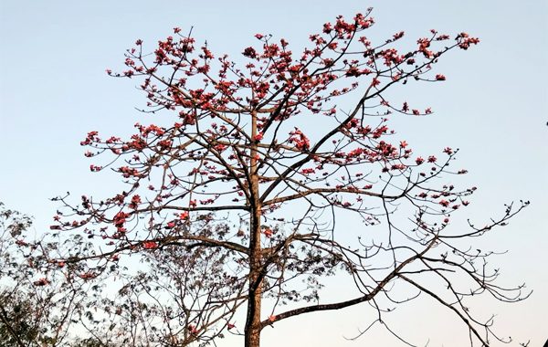 বসন্তের প্রারম্ভেই ফুটেছে শিমুল ফুল