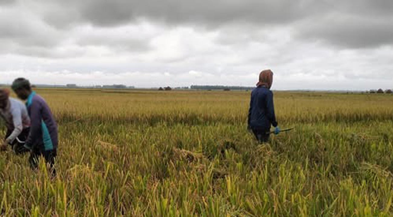 হবিগঞ্জ ও সুনামগঞ্জে বজ্রপাতে নিহত ৫