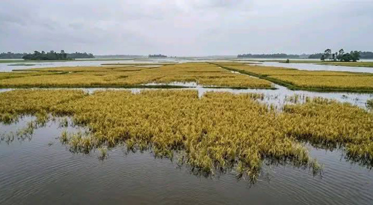 হবিগঞ্জে পানির নিচে সাত হাজার হেক্টর বোরো জমি