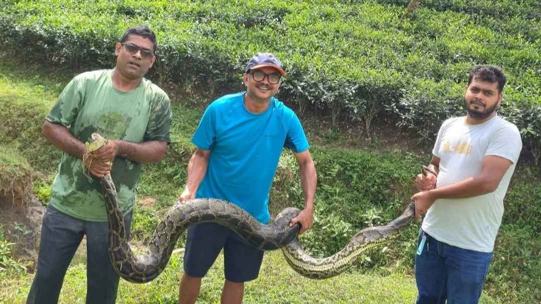 শ্রীমঙ্গলে ১২ ফুট লম্বা অজগর উদ্ধার