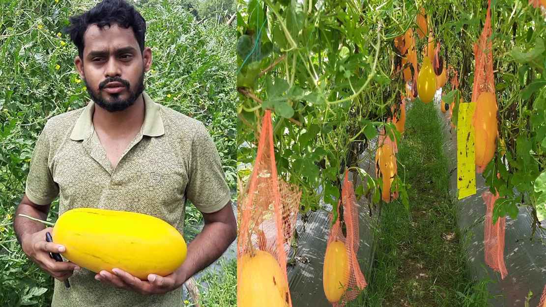 বাড়ির পাশে মাচায় ঝুলছে রসাল তরমুজ
