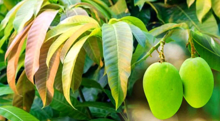 আমের পাতার হাজারো গুণ