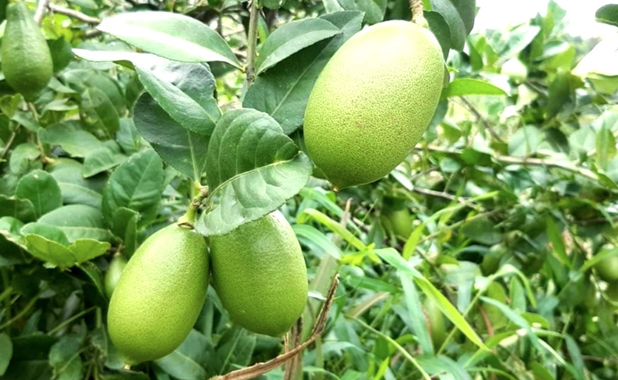 লেবুর দেশেই 'লেবুর আকাল'
