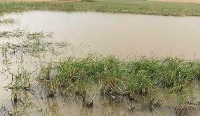  লাখাইয়ে খাল খননের অভাবে ক্ষতিগ্রস্ত হচ্ছে ফসল