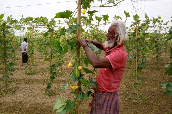 মধ্যনগরে হাসি ফুটবে কুমড়া চাষীর