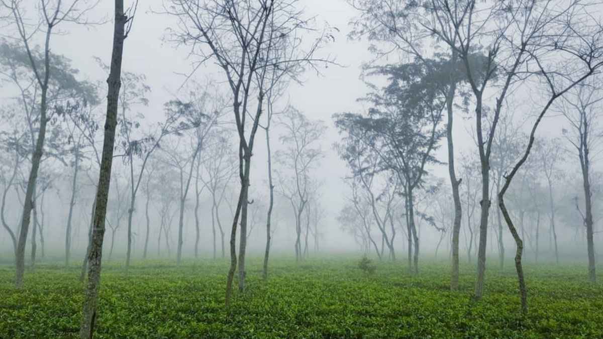 মৌলভীবাজারে কুয়াশা আর হিমেল হাওয়ায় স্থবির জনজীবন 