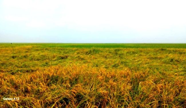 হাওরে দুলছে কাচা ও আধাপাকা ধান