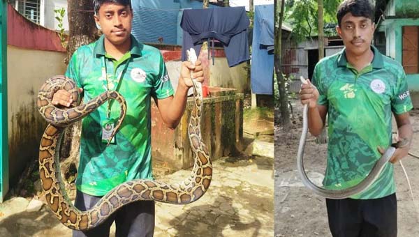 সিলেট নগরীতে অজগর ও দুধরাজ সাপ উদ্ধার