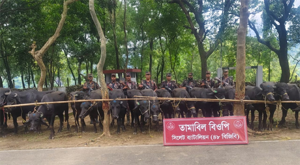 গোয়াইনঘাটে ৩০টি ভারতীয় মহিষ জব্দ ও একজনের কারাদণ্ড