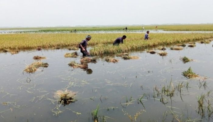 সিলেটে অতিবৃষ্টি-জলাবদ্ধতায় ক্ষতিগ্রস্ত প্রায় ৩৪ হাজার হেক্টর জমির ফসল