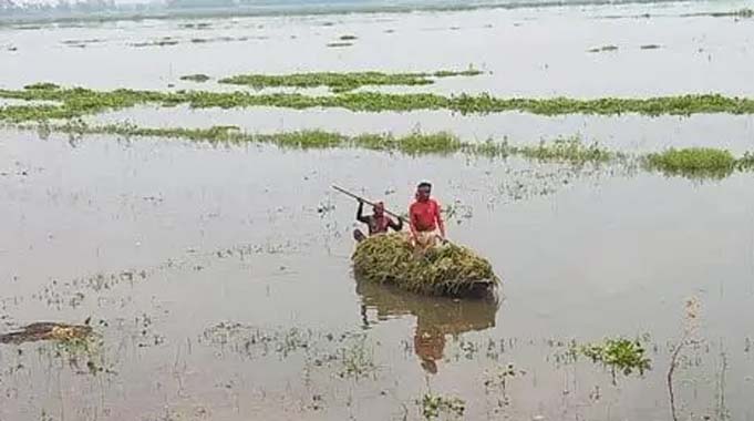 বজ্রপাত-জোঁকের ভয়ে মিলছে না শ্রমিক, ধান নিয়ে দিশাহারা কৃষক