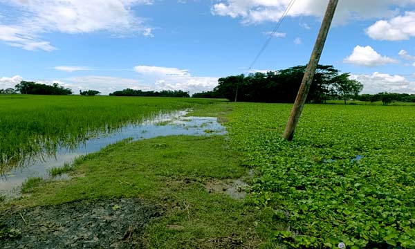 আউশ পানির নিচে, আমন চাষও অনিশ্চিত: পাম্প হাউসে কৃষকের হাহাকার