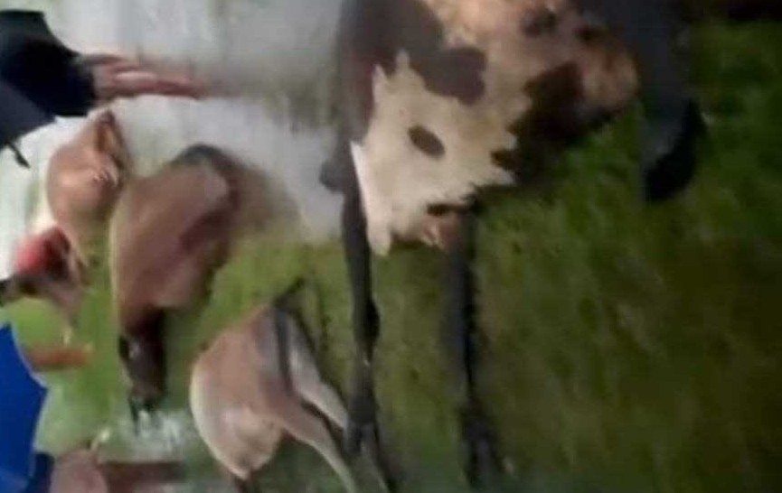 হবিগঞ্জে বজ্রপাতে ৪ গবাদিপশুর মৃত্যু