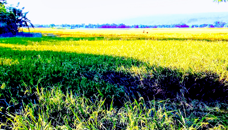 গোয়াইনঘাটে আমনের বাম্পার ফলন