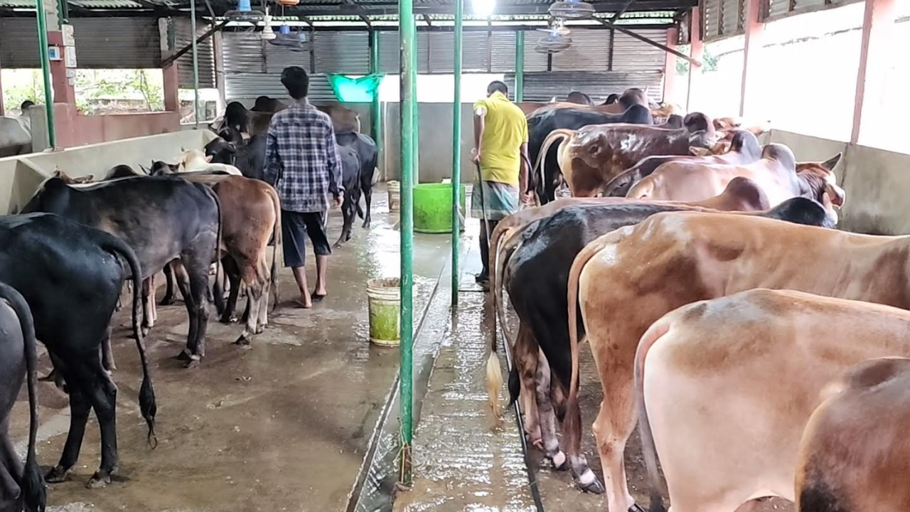 মৌলভীবাজারে প্রস্তুত ৮৫ হাজার কোরবানীর পশু