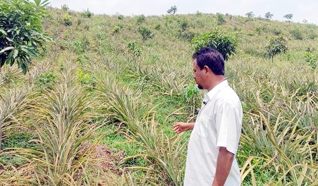 ফল চাষে ভাগ্য বদলে গেছে রেখনের