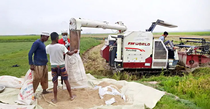 ধানের বাম্পার ফলনেও হাওরজুড়ে হতাশা