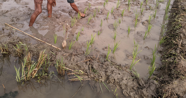 বন্যায় মৌলভীবাজারে কৃষিতে ক্ষতি ২০৫ কোটি টাকা