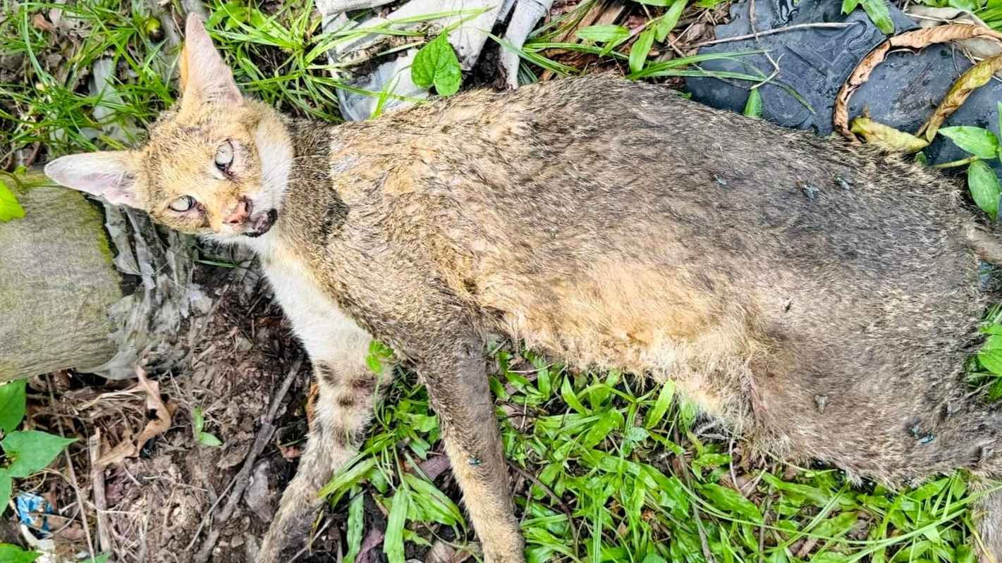 শ্রীমঙ্গলে আহত বন বিড়াল উদ্ধার