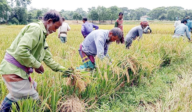বন্যা আতঙ্কে দ্রুত ধান কাটছেন কৃষকরা