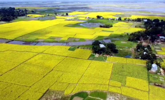 সুনামগঞ্জে সরিষার বাম্পার ফলন, খুশি চাষিরা