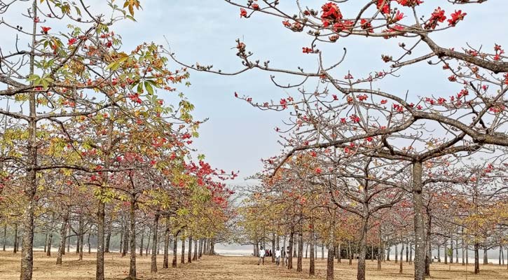 ফাগুনের আগুনরঙে সেজেছে শিমুল বাগান
