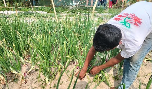 গ্রীষ্মকালীন পেঁয়াজ চাষে সফল যুবক