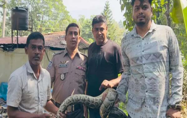 শ্রীমঙ্গলে দেয়ালের ওপর থেকে অজগর উদ্ধার