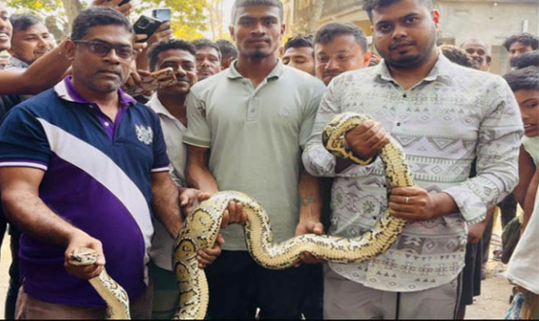 শ্রীমঙ্গলে লোকালয় থেকে আবারও বিশাল অজগর উদ্ধার