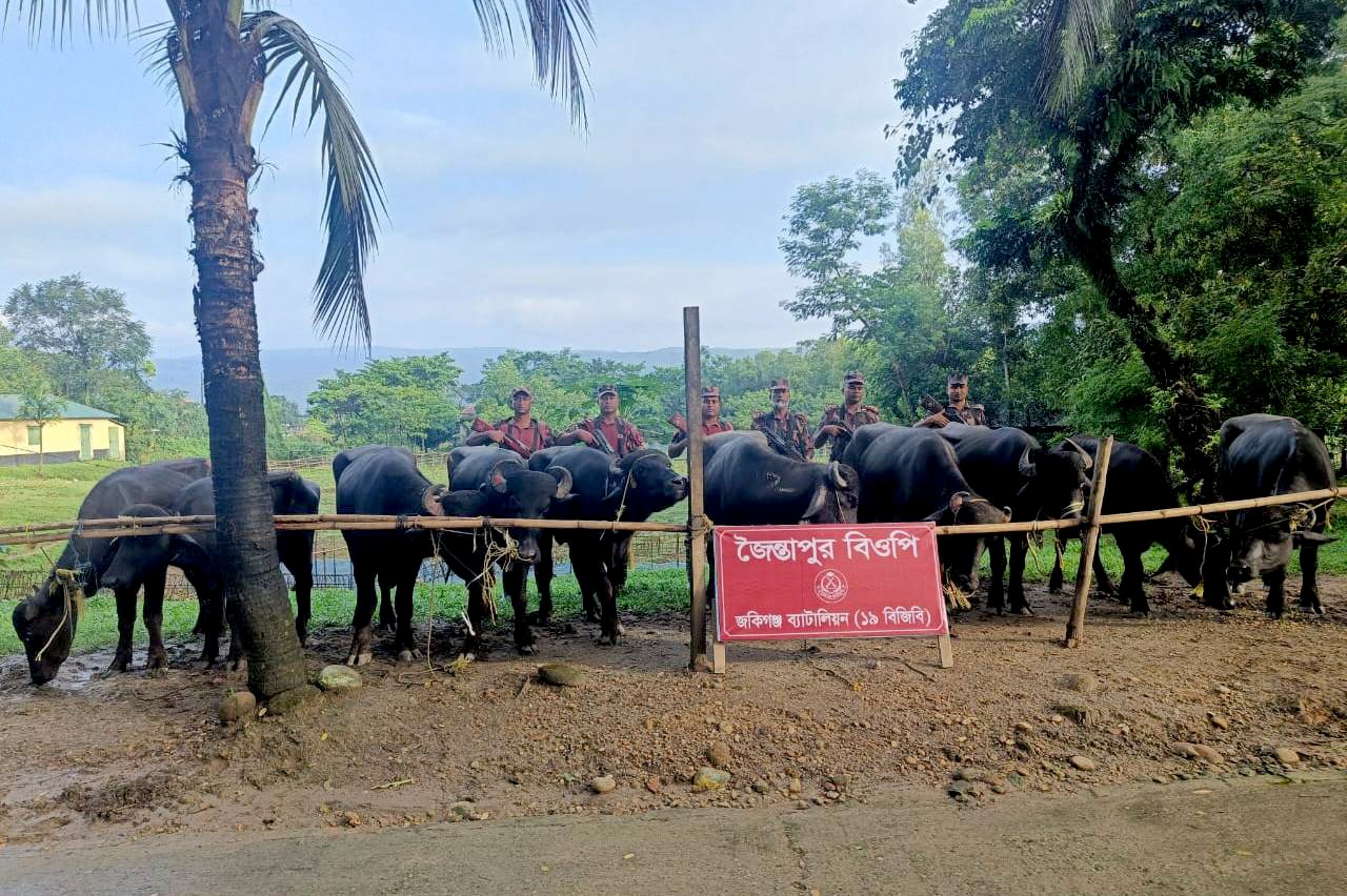 জৈন্তাপুর সীমান্তে ১৯ বিজিবির অভিযানে ১৮ লাখ টাকার ভারতীয় মহিষ জব্দ