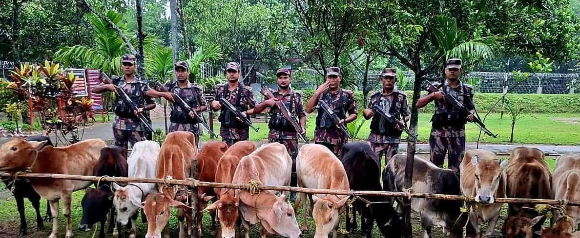 সুনামগঞ্জে নৌকাসহ ৩০ লাখ টাকার ভারতীয় গরু জব্দ
