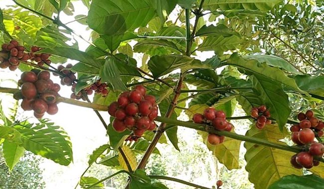 এবার চায়ের রাজ্যে হচ্ছে কফি চাষ