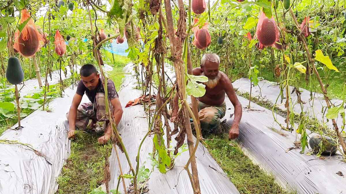 ব্ল্যাক বেবি জাতের তরমুজ চাষে বাবা-ছেলের বাজিমাত