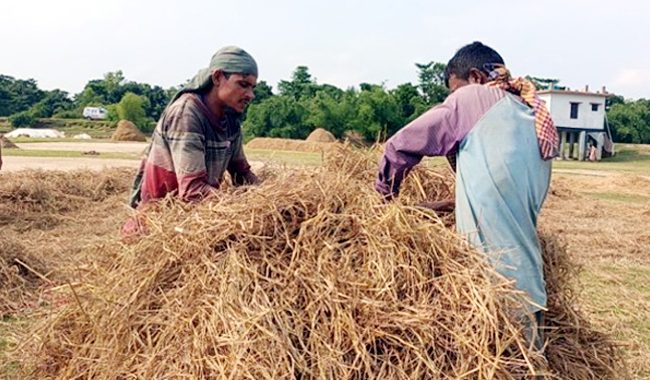  সুনামগঞ্জে ২০০ কোটি টাকার বোরো ধানের খড়ে মজুদ