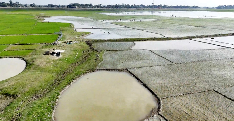 ব্যাংকবিমুখ কৃষকরা, লাভের গুড় খাচ্ছে মহাজন