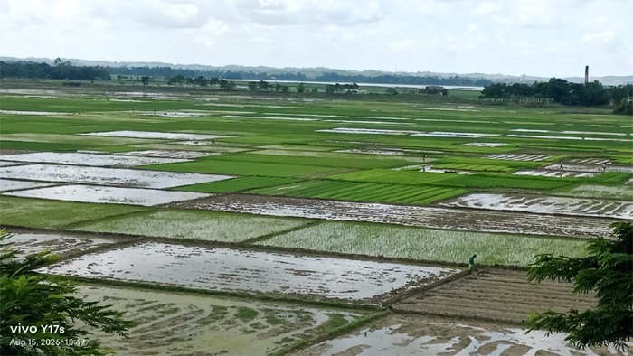 গোয়াইনঘাটের মাঠজুড়ে এখন আমন ধান রোপনের ব্যস্ততা