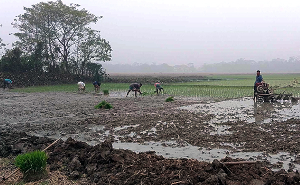 হিমেল শীতে থেমে নেই বোরো রোপন, পানি সংকটে লক্ষ্যমাত্রা ব্যহত