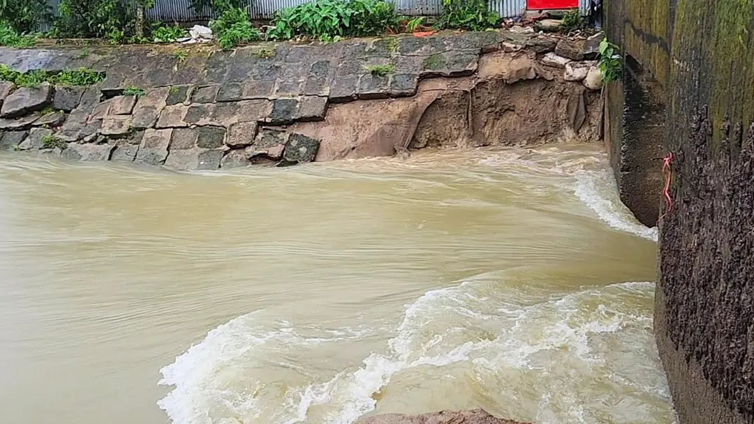 ধান কাটবেন নাকি বাঁধ রক্ষা করবেন : উভয় সংকটে সুনামগঞ্জের কৃষকরা