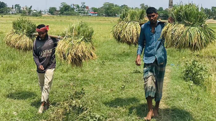 আকস্মিক বন্যার শঙ্কায় সিলেটের হাওরাঞ্চলে আতঙ্ক, আধাপাকা ধান কাটতে ব্যস্ত কৃষকরা